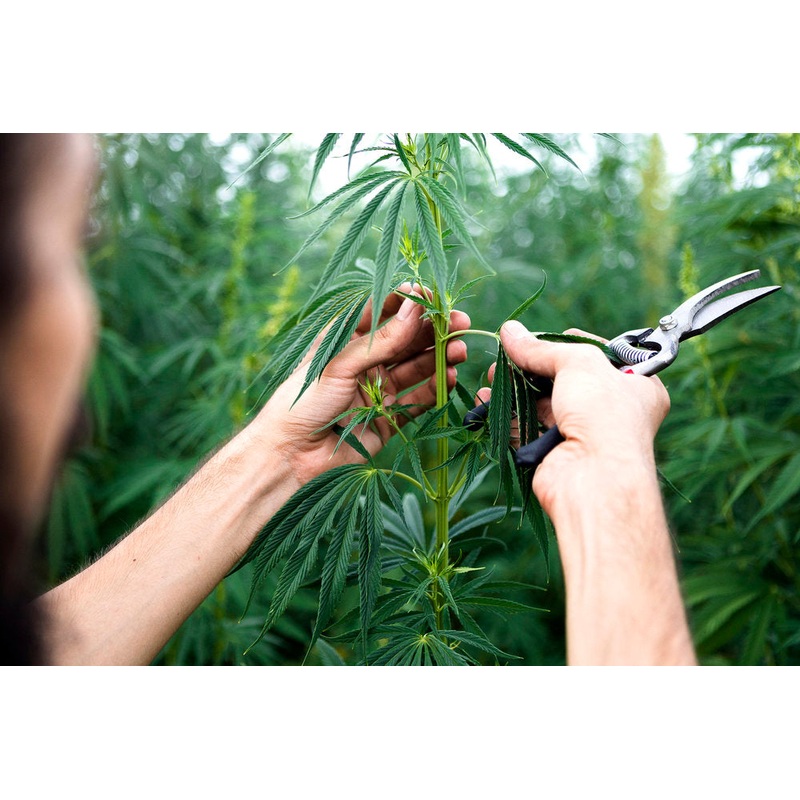 Hemp Compliance Module (SW-00005-000)
